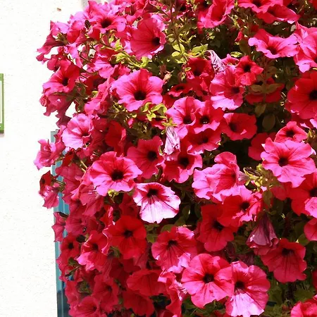 Gæstehus Edelweiss 3*