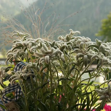 Edelweiss Grän