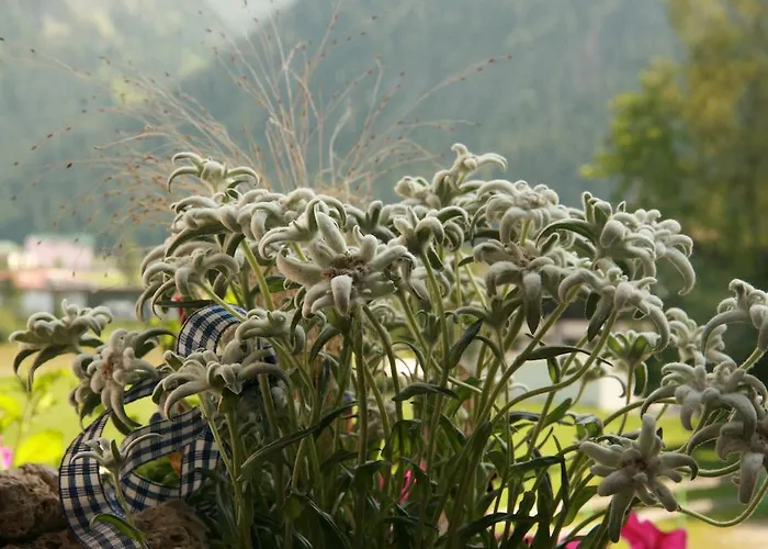 Edelweiss Grän